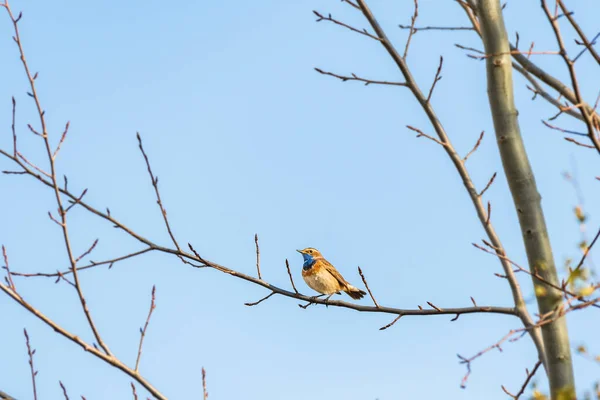 Bluethroat Luscinia Svecica Small Male Migratory Bird Colorful Mating Robe — Stock Fotó