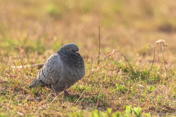 Rock Dove Columba Livia Popular Medium Sized Bird Grayish Plumage — Stockfoto