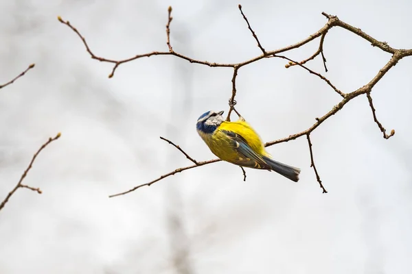 Eurasian Blue Tit Cyanistes Caeruleus Small Colorful Bird Yellow Belly — стокове фото