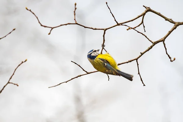 Eurasian Blue Tit Cyanistes Caeruleus Small Colorful Bird Yellow Belly — Stok fotoğraf