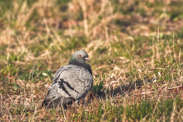 Rock Dove Columba Livia Popular Medium Sized Bird Grayish Plumage — Stockfoto