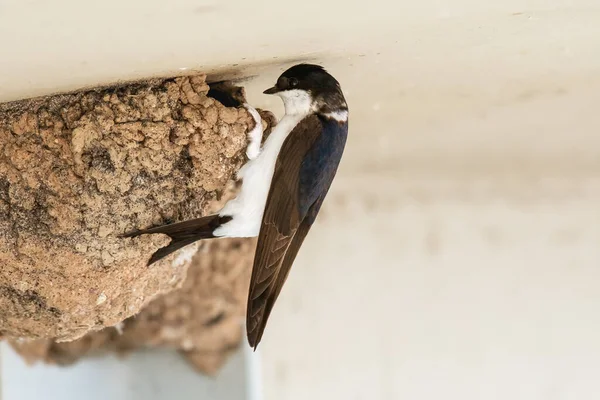 Common house martin (Delichon urbicum) is a small migratory bird with a white belly and dark wings. The bird sits at the entrance to the nest, made of spherical-shaped mud under the bridge.