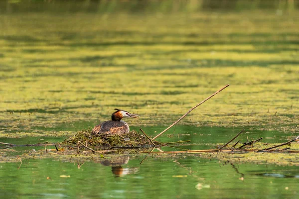 Great Crested Grebe Podiceps Cristatus Medium Sized Migratory Water Bird — Foto Stock