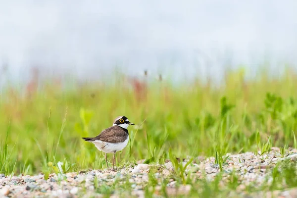 Маленький Кольчатый Зуёк Charadrius Dubius Маленькая Птичка Коричневыми Крыльями Белым — стоковое фото