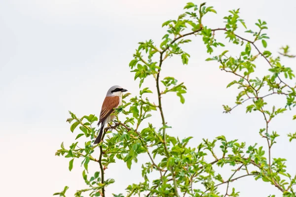 Red Backed Shrike Lanius Collurio Small Bird Brown Wings Gray — Fotografia de Stock