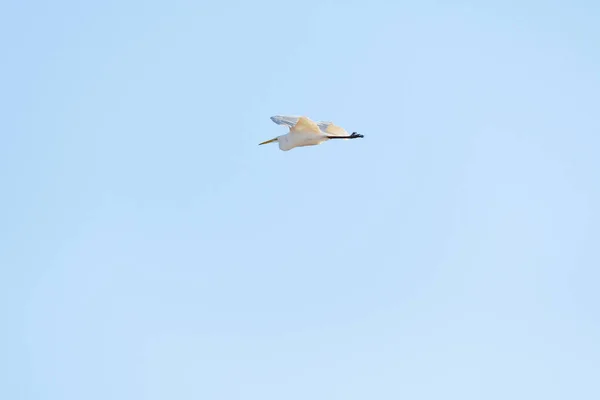 Great Egret Ardea Alba Large Water Bird White Plumage Long — Stock Photo, Image
