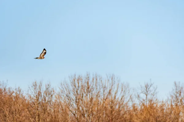 Common Buzzard Buteo Buteo Large Bird Prey Hawk Family Brown — Foto de Stock