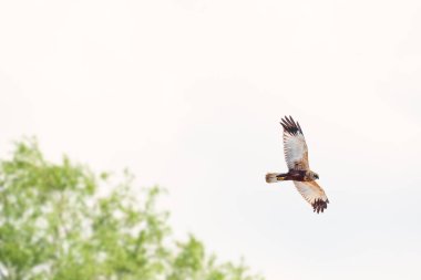 Western marsh harrier - Circus aeruginosus - a male large bird of prey with white-brown plumage, circling in the air in search of food for chicks.
