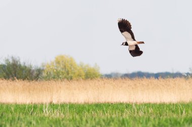 Northern lapwing - Vanellus vanellus - A species of medium-sized migratory bird, a swamp bird with black-and-white plumage, it flies over wetlands on a sunny summer day.