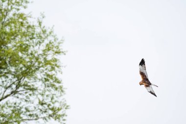 Western marsh harrier - Circus aeruginosus - a male large bird of prey with white-brown plumage, circling in the air in search of food for chicks.