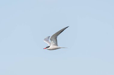 Common tern - Sterna hirundo - a medium-sized migratory water bird with gray-white plumage, a black cap on the head and a red spear with a black tip, the bird flies against the sky.