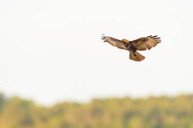 Common buzzard - Buteo buteo - a large bird of prey from the hawk family with brown plumage, soars in the air in search of food.