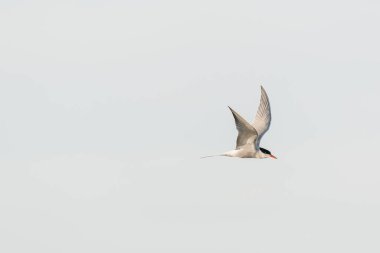Common tern - Sterna hirundo - a medium-sized migratory water bird with gray-white plumage, a black cap on the head and a red spear with a black tip, the bird flies against the sky.