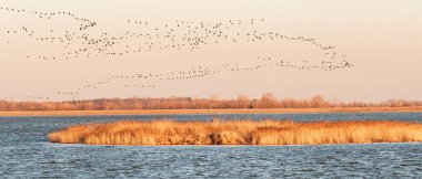 Greylag goose - Anser anser - a large water bird, a large flock of geese flies in key over the lake and reeds at sunset, they go to rest in the surrounding fields for the night.