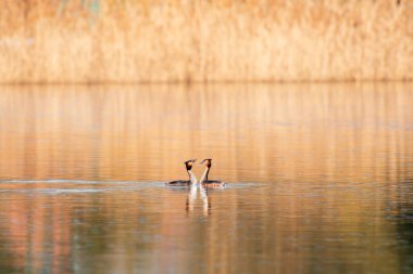 Great crested grebe - Podiceps cristatus - medium-sized water birds perform a pair mating ritual on a lake by the shore overgrown with reeds, summer day.