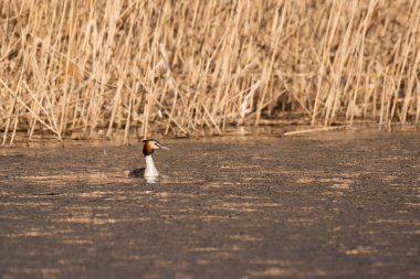 Great crested grebe - Podiceps cristatus - A medium-sized water bird swims on the lake by the shore overgrown with reeds, summer day.
