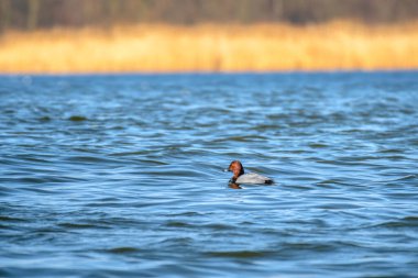 Common Pochard - Aythya ferina - a medium-sized water bird with a brown head and gray wings, swims on the choppy water of the lake, sunny summer day.