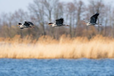 Gray heron (Ardea cinerea) large water bird, mating male with black-gray plumage and long yellow-red sharp beak, bird's flight over the water on a sunny day.