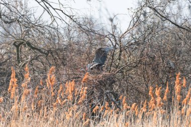Gray heron (Ardea cinerea) a large water bird, a male in a mating coat with black-gray plumage and a long yellow-orange sharp beak, the birds copulate on a nest built on a tree.