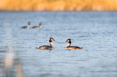 Great crested grebe - Podiceps cristatus - medium-sized water birds perform a pair mating ritual on a lake by the shore overgrown with reeds, summer day.
