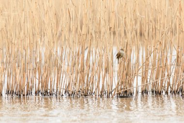 Great reed warbler - Acrocephalus arundinaceus - A small migratory bird with light brown plumage sits on a reed by the lake shore.