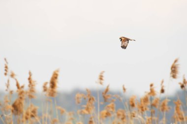 Western marsh harrier - Circus aeruginosus - a male large bird of prey with white-brown plumage, circling in the air over reeds in search of food for chicks.