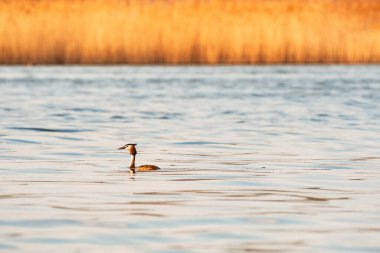 Great crested grebe - Podiceps cristatus - A medium-sized water bird swims in the calm water of the lake on a summer day.