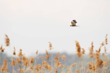 Western marsh harrier - Circus aeruginosus - a male large bird of prey with white-brown plumage, circling in the air over reeds in search of food for chicks.