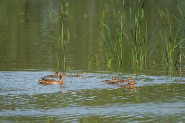 Mallard (Anas platyrhynchos) is a large water bird with brown plumage. A female with young chicks swims on a pond among the aquatic vegetation on a sunny day.