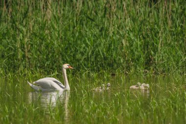 Mute swan (Cygnus olor) is a large water bird with white plumage, a red beak and a long neck. The female is swimming with the young chicks on the pond among the vegetation on a hot summer day.