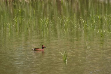 Ferruginous duck (Aythya nyroca) A medium-sized water bird with brown plumage. The male swims on the pond among the aquatic plants on a sunny summer day.