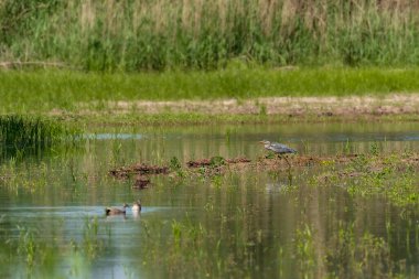 Gray heron (Ardea cinerea) - large water bird with gray plumage. A male walks in the shallow water of a pond amongst aquatic vegetation on a sunny summer day.