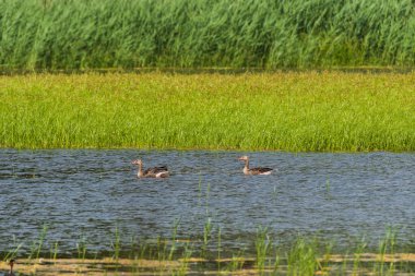 Greylag goose (Anser anser) - large water bird of the duck family. Birds swim on the water of the pond among the aquatic vegetation on a sunny summer day.