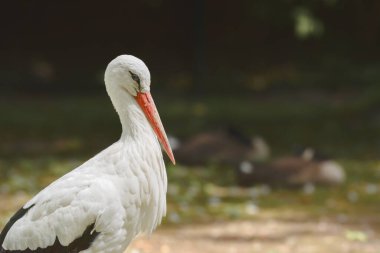 White stork - (Ciconia ciconia) large water bird with black and white plumage and a long red beak. The bird stands among the greenery on a summer day.