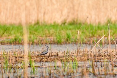 Northern lapwing - Vanellus vanellus - a species of medium-sized migratory bird, a long-topped swamp bird stands in a reed in a wetland area on a sunny summer day.