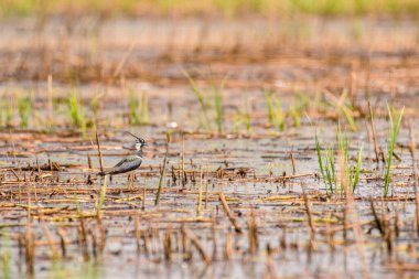 Northern lapwing - Vanellus vanellus - a species of medium-sized migratory bird, a long-topped swamp bird stands in a reed in a wetland area on a sunny summer day.