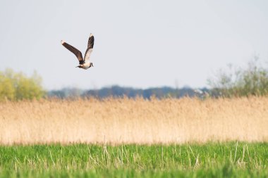 Northern lapwing - Vanellus vanellus - A species of medium-sized migratory bird, a swamp bird with black-and-white plumage, it flies over wetlands on a sunny summer day.