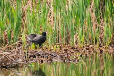 Eurasian coot - Fulica atra - a medium-sized water bird with black plumage and a white forehead, stands by the water among the reeds and stretches its wing and leg.