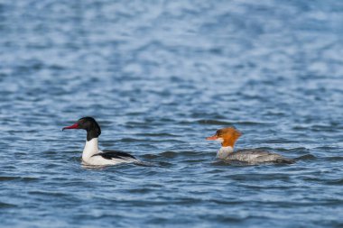Common merganser - Mergus merganser - a female medium-sized water bird from the duck family, a male in a mating robe with a black head and a female with a brown head, a pair of birds swims on the lake