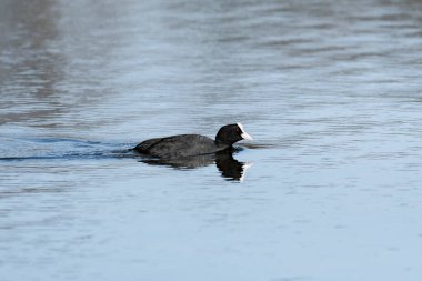 Eurasian coot (Fulica atra) A medium-sized water bird with black plumage and white forehead, it swims in the calm water of the lake.
