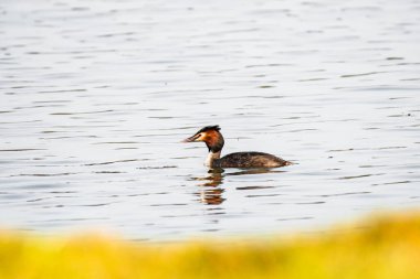 Great crested grebe - Podiceps cristatus - A medium-sized water bird swims in the calm water of the lake on a summer day.