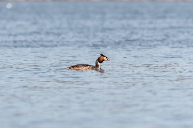 Great crested grebe - Podiceps cristatus - A medium-sized water bird swims in the calm water of the lake on a summer day.