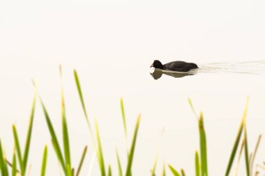 Eurasian coot (Fulica atra) A medium-sized water bird with black plumage and white forehead, it swims in the calm water of the lake.