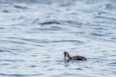 Eurasian coot (Fulica atra) A medium-sized water bird. A young bird with down feathers swims alone in the pond.