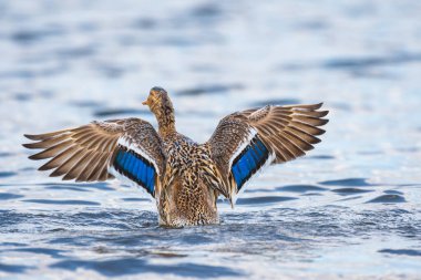 Mallard - Anas platyrhynchos - a medium-sized water bird from the duck family, the female flaps her wings to dry them from the water, characteristic blue feathers on the wings.