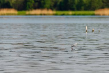 Common tern - Sterna hirundo - a medium-sized migratory water bird with gray-white plumage, a black cap on the head and a red spear with a black tip, drinks water flying low by the lake.