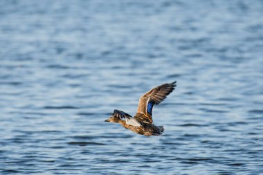 Mallard - Anas platyrhynchos - a medium-sized water bird from the duck family, the female flies low over the water, characteristic blue feathers on the wings.