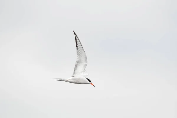 Common Tern Sterna Hirundo Medium Sized Migratory Water Bird Gray — Fotografia de Stock