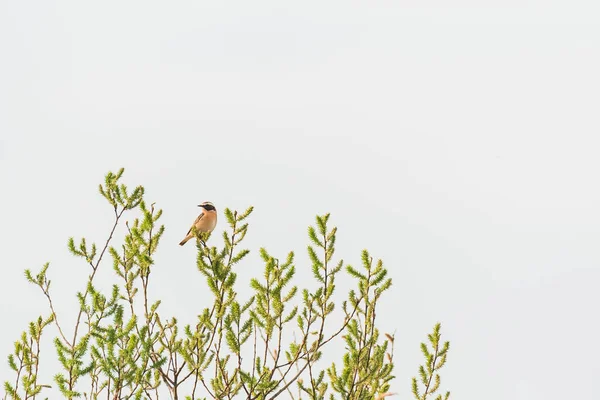 Whinchat Saxicola Rubetra Small Migratory Bird Male Mating Robe Sits — Stockfoto
