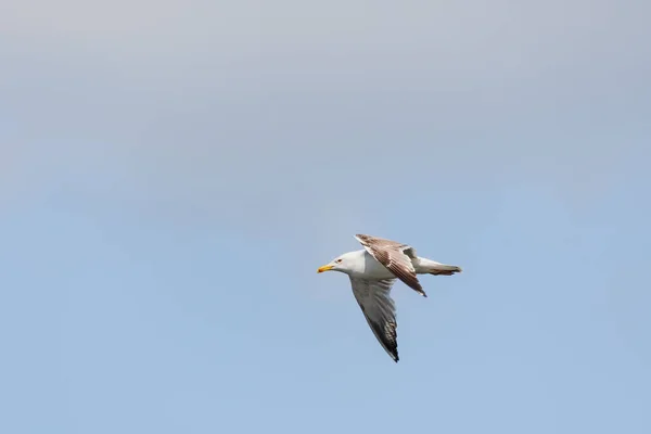 European Herring Gull Larus Argentatus Large Water Bird Bright Plumage — Fotografia de Stock
